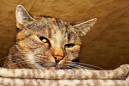 selective focus photography of brown tabby cat's face thumbnail