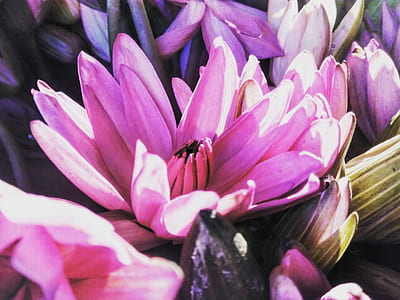 Purple Petaled Flowers thumbnail