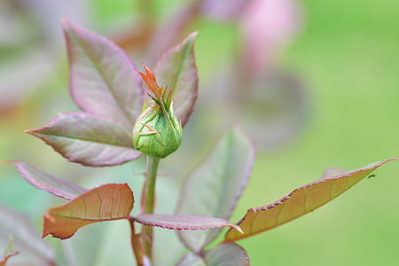 selective focus photography of green leafed plant thumbnail