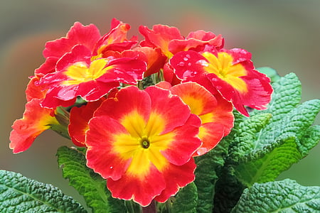 macro photography of red and yellow flowers thumbnail