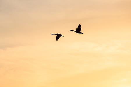 two flying birds during sunset thumbnail