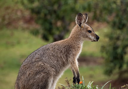 gray kangaroo in closeup photography thumbnail