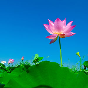 pink flower illustration thumbnail