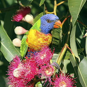 bird perched on tree branch near flower thumbnail