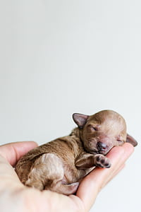 short-coated tan puppy on human's palm thumbnail