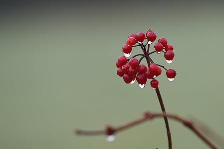 photo of round red fruit thumbnail