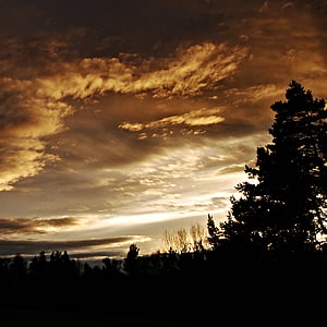 silhouette photo of trees thumbnail