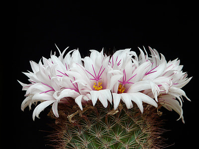 close-up photo of of white-and-pink petaled flowers thumbnail