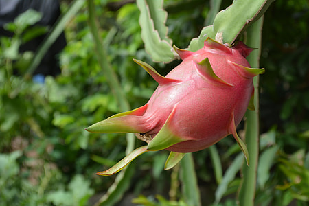 Ripe Dragon Fruit, Cambodia Dragon Fruit thumbnail