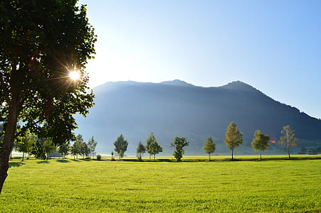 green trees in front of moutain thumbnail