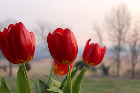 red tulips thumbnail