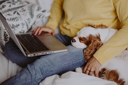 A woman in a yellow sweater with a sweet dog uses a laptop thumbnail