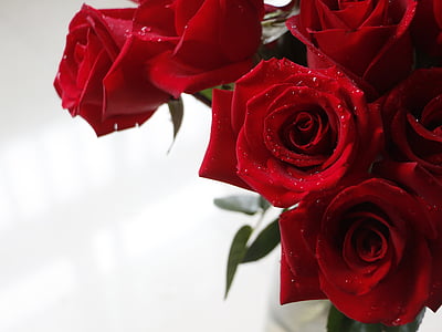closeup photography of red rose flowers thumbnail