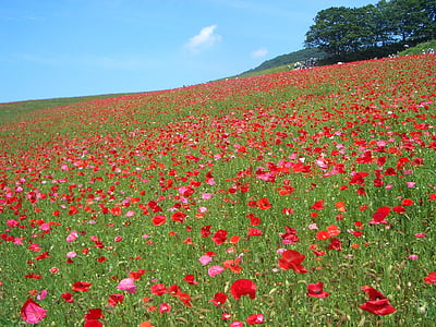 red poppy flowers thumbnail