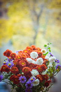 flowers, petals, blur, leaves thumbnail