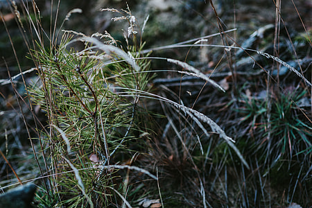 A walk in an autumn forest thumbnail