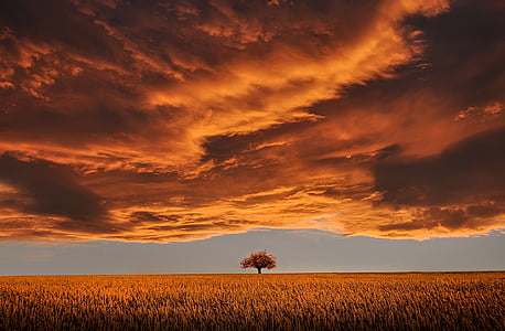 brown tree in the middle of the field during golden hour thumbnail
