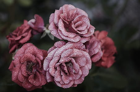 shallow focus photography of red rose thumbnail