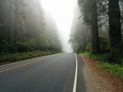 black road surrounded with trees thumbnail