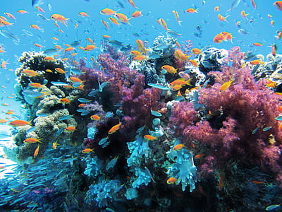 school of fish thumbnail