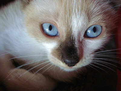 brown cat thumbnail