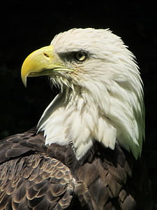 eagle under sunny sky thumbnail