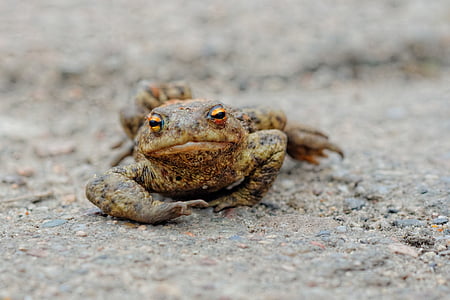 amphibian, animal, animal photography, frog, macro thumbnail