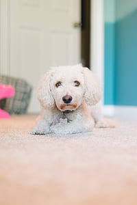 white toy poodle puppy lying on floor thumbnail