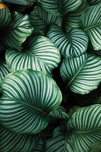 green leafed plant thumbnail