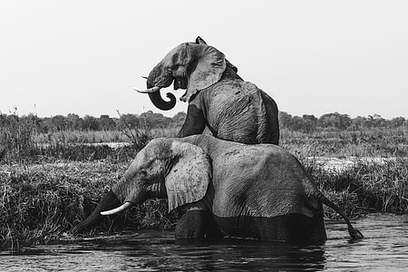 grayscale photo of two elephant in body of water thumbnail