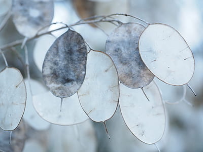 macro lens photography of white and gray leaves thumbnail