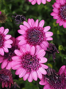 pink petaled flowers thumbnail