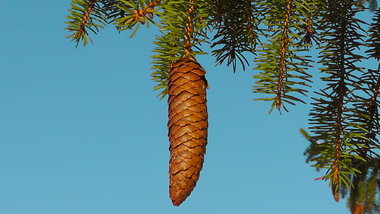 brown pine cone thumbnail