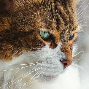 white and brown cat thumbnail