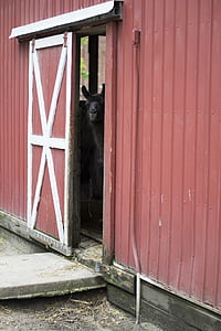 opened red and white shed door thumbnail