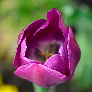selective focus photography of purple petal flower thumbnail