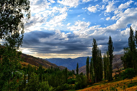 green forest in mountain during daytime thumbnail