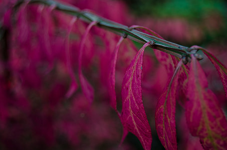 selective focus photography of purple leafed plant thumbnail