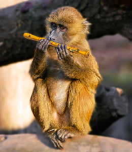 brown monkey holding flute thumbnail