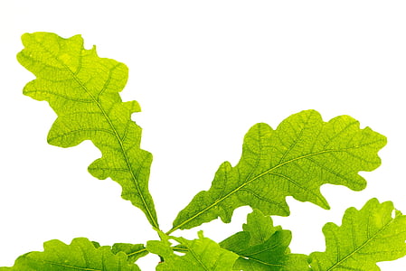 green leaves thumbnail