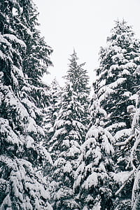 snow covered trees during daytime thumbnail