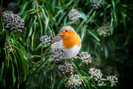 selective focus photo of gray, orange, and white bird perched on green fruit thumbnail