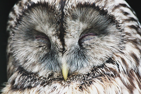white owl sleeping thumbnail