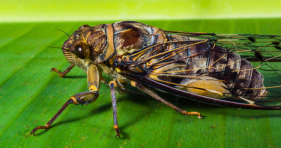 brown and black cicada close-up photo thumbnail