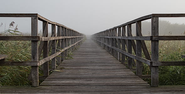 brown wooden boardwalk with green leaf plants on side thumbnail