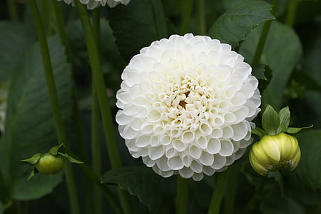 white ball dahlia flower in bloom closeup photography thumbnail
