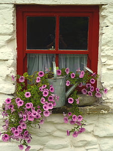 pink petaled flower with gray metal watering can on window during daytime thumbnail