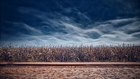 Brown Grass Field during Night Time thumbnail