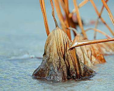 brown plant on body of water thumbnail