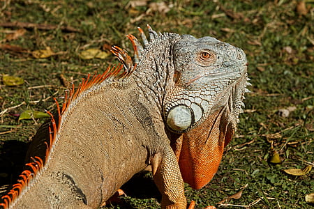 brown and white iguana on grass field thumbnail